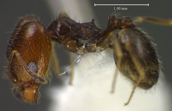 Media type: image;   Entomology 34270 Aspect: habitus lateral view